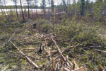 В Муравленко возбуждено уголовное дело по факту незаконной рубки деревьев