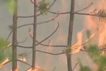 На Ямале потушили два лесных пожара на площади 15 га