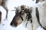 На Ямале вакцинируют северных оленей против сибирской язвы