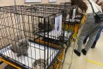 В Муравленко прошла выставка бездомных животных