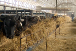 Ямальские производители молочной продукции приступят к маркировке