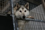 На Ямале владельцы собак заплатят штраф за самовыгул питомцев