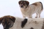 Госдума получила более 38 тысяч предложений по поправкам в закон о животных