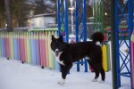 Россиян защитят от бродячих собак законодательно