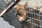 В Муравленко усилили контроль за выгулом домашних животных