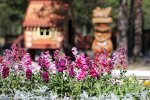 Муравленко украсят более 80 тысяч саженцев цветов