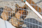 В Госдуме внесен законопроект о запрете умерщвления здоровых животных в приютах