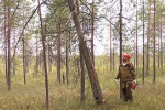 Подрядчики очищают лес от сухостоя