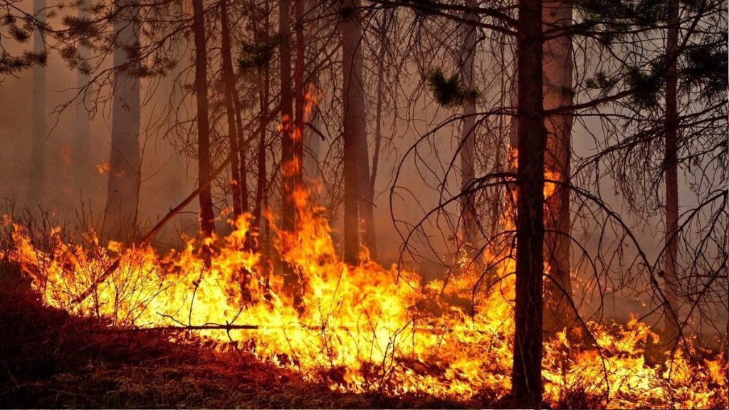 Пожароопасный сезон – 2021. Оперативные группы Ямала полностью укомплектованы