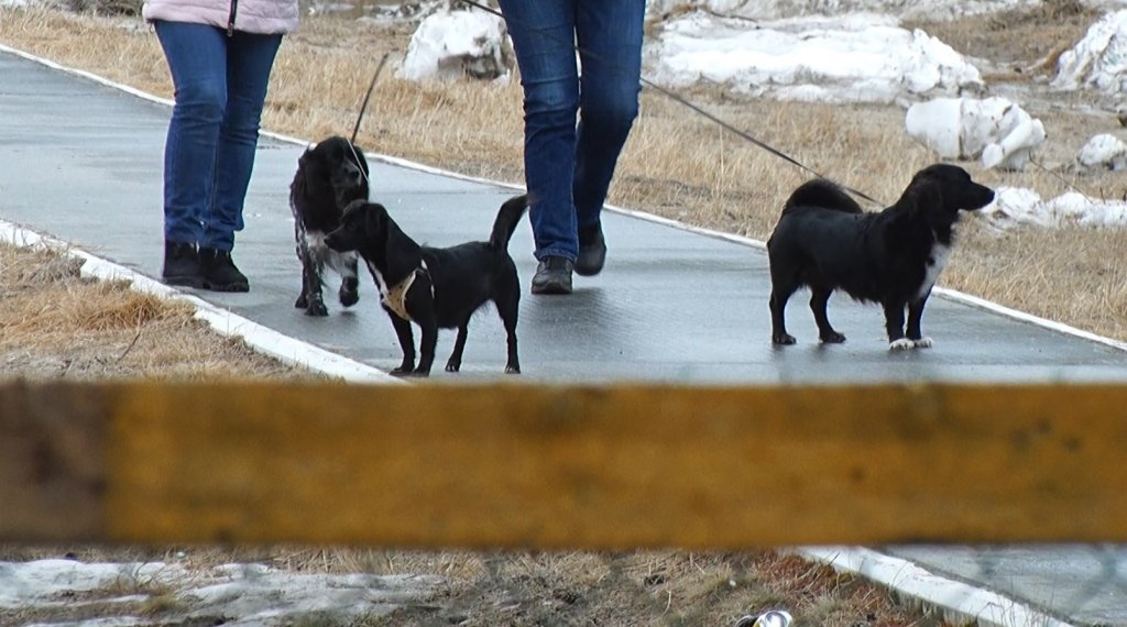 В городе 23 человека пострадали от укусов животных