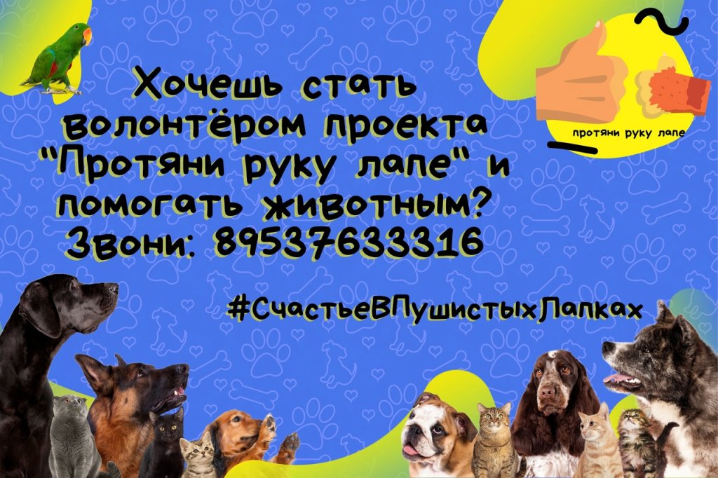 «Протяни руку лапе»