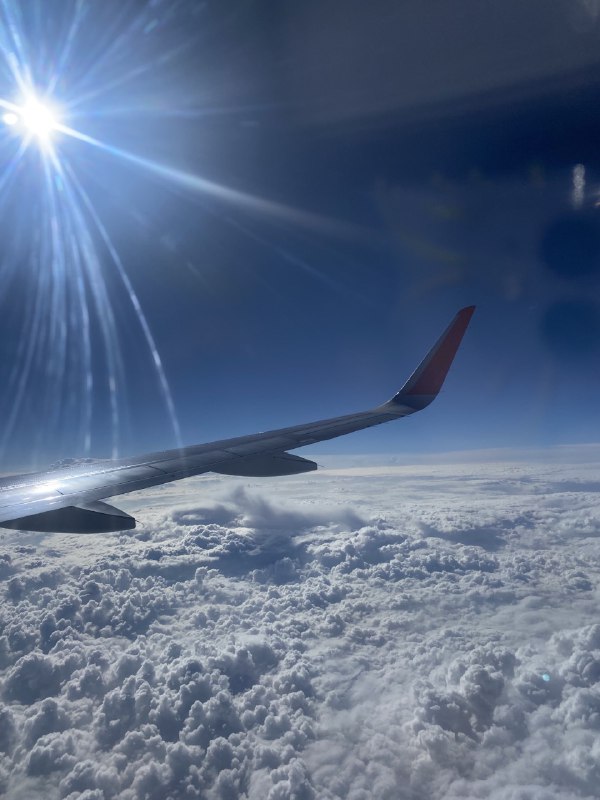 Компания «Utair» разрешила перевозить животных в салоне самолета
