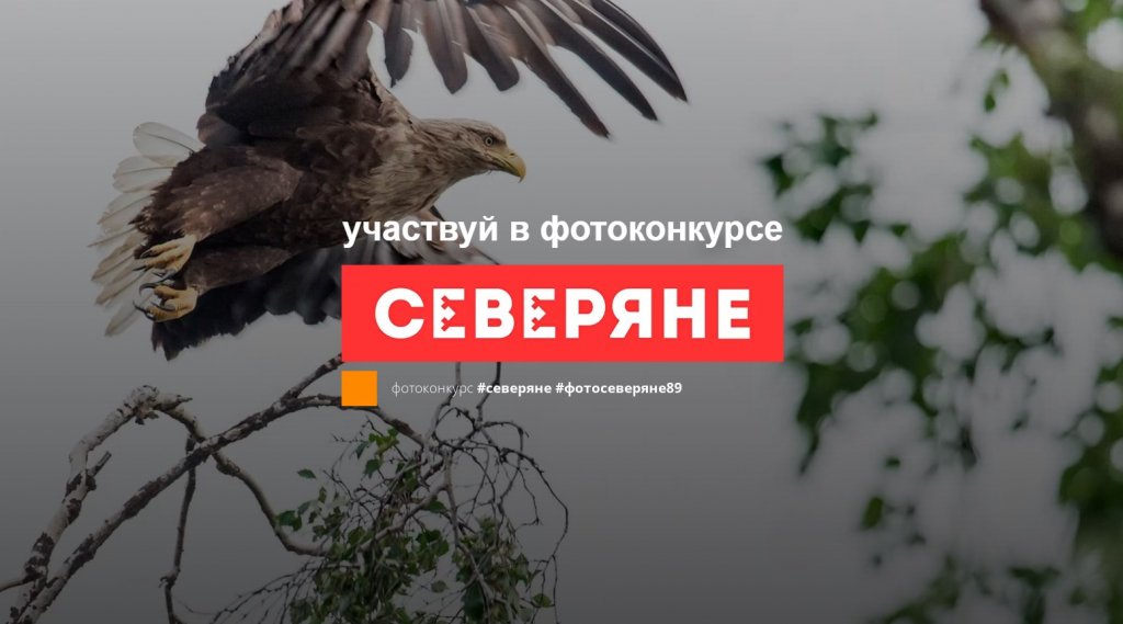«СЕВЕРЯНЕ-2021». Работы на фотоконкурс принимают до 15 ноября