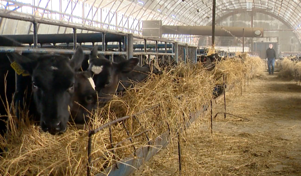 Ямальские производители молочной продукции приступят к маркировке