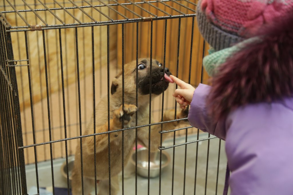 Кодовое слово: «МУРАВЛЕНКО». Горожане могут внести пожертвования для «Умки»