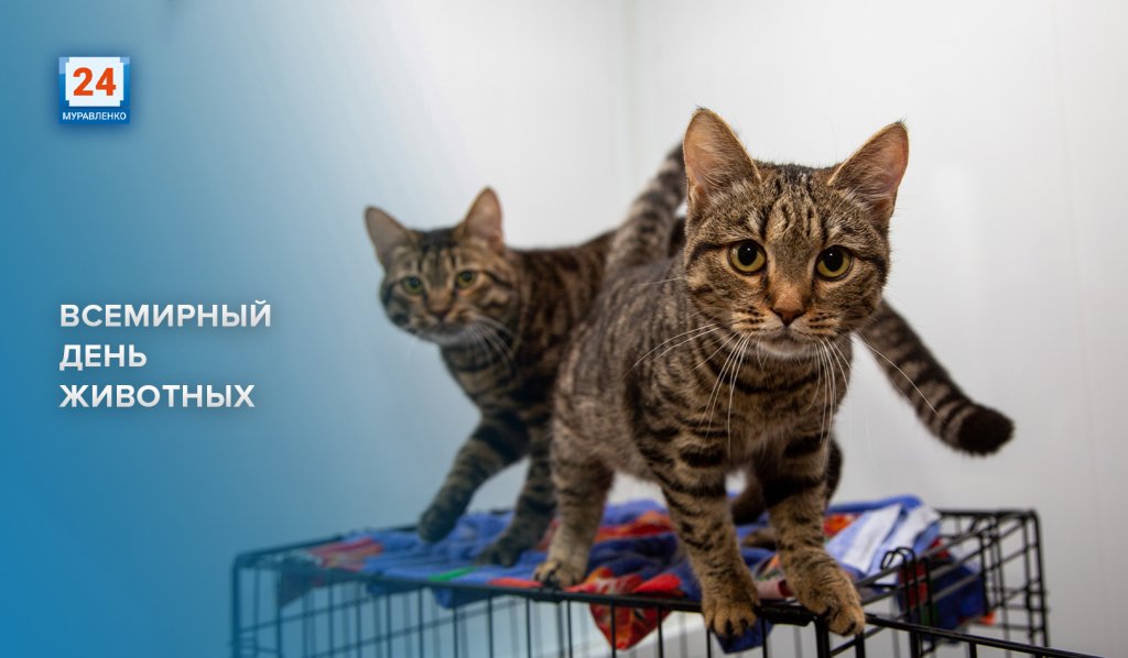 Мы в ответе за тех, кого приручили. Сегодня Всемирный день животных