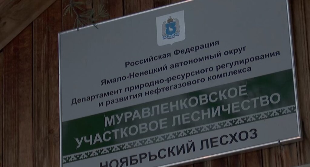 Приобрести живые новогодние ели можно с 1 декабря в лесничестве