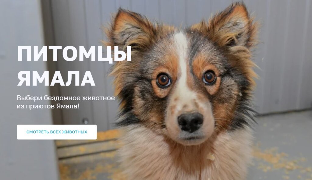 Выбрать домашнего питомца можно на портале «Живём на Севере»
