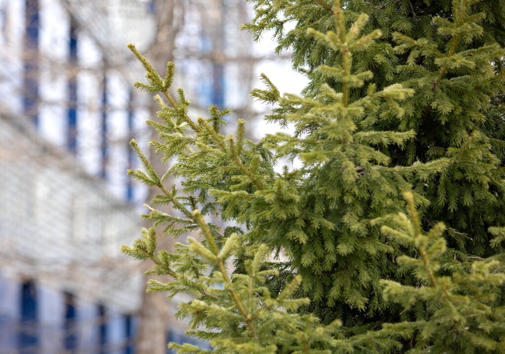 Муравленковцев ожидают четырехдневные выходные с 12 по 15 июня