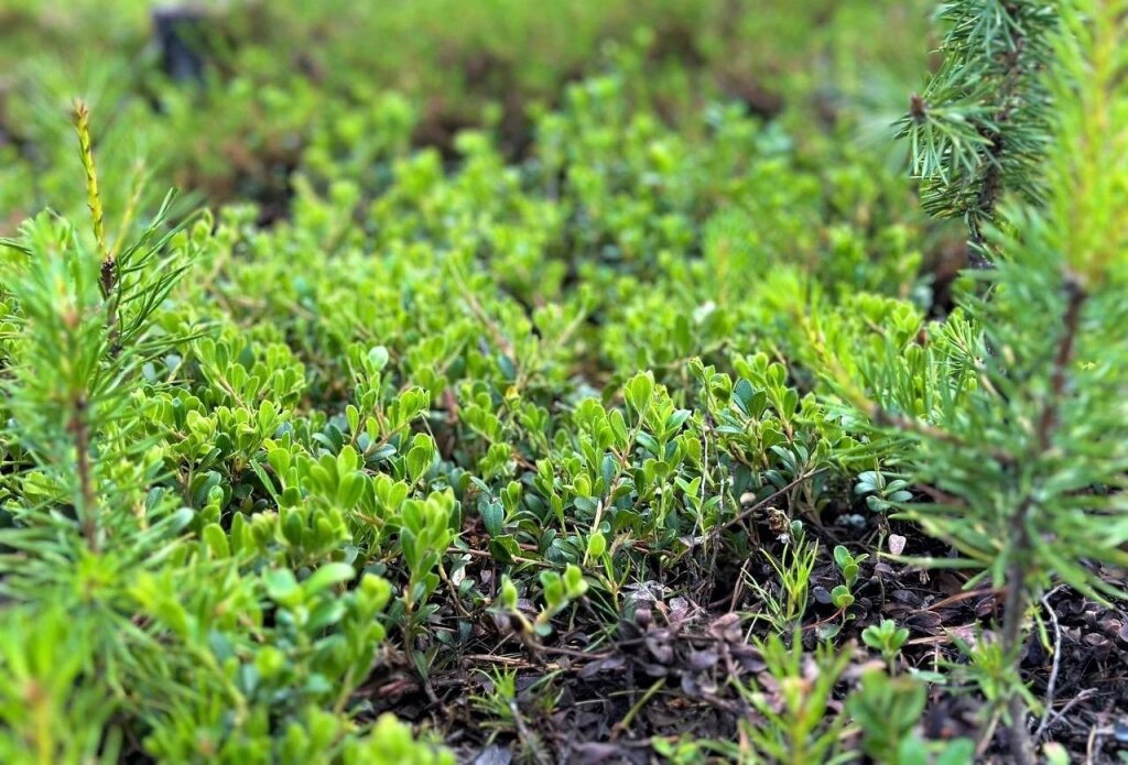 Завершился четвертый сезон «Экопросвета» от «Зеленой Арктики»