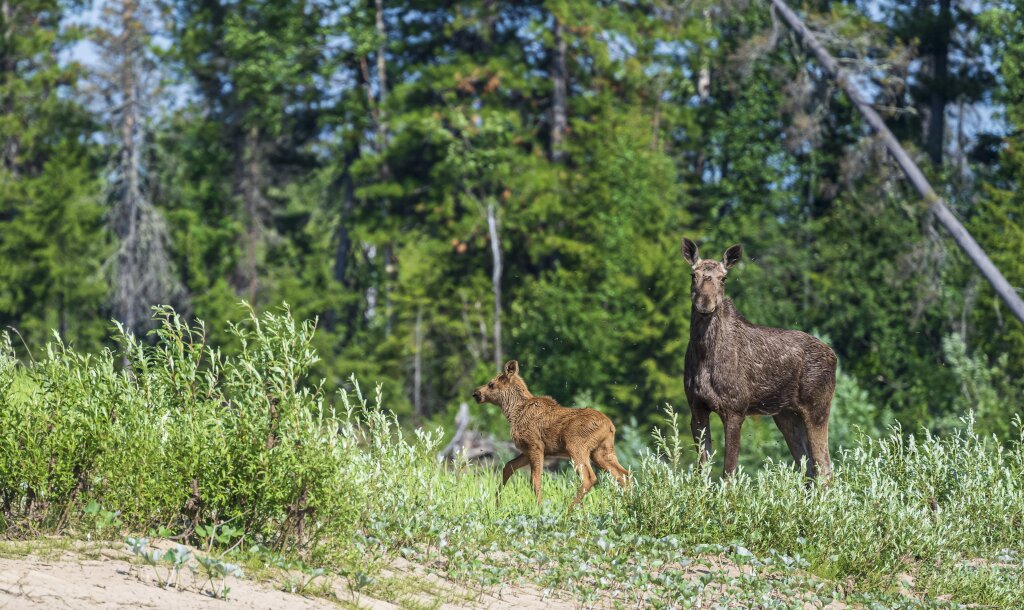 Уникальные кадры природы сняли фотографы проекта «Заповедный Ямал»