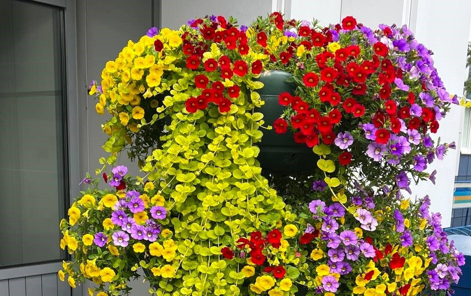 От клумбы до уютного двора: муравленковцы создают красоту вокруг