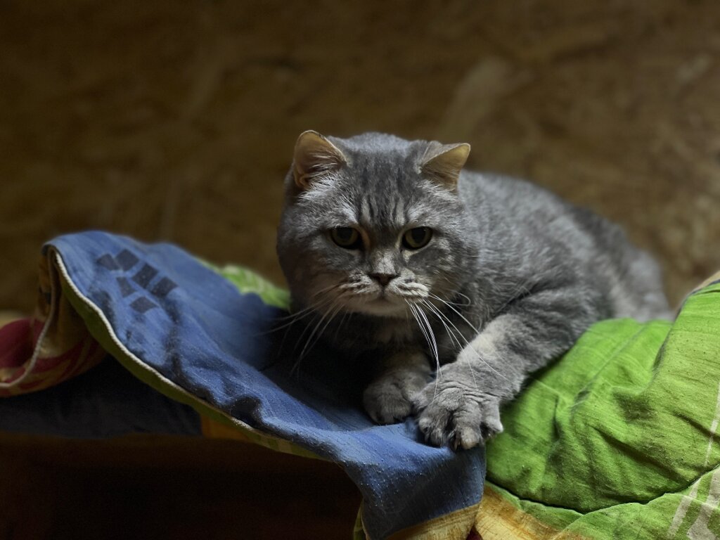 Акция «Мой кот» помогла 26 питомцам обрести семью