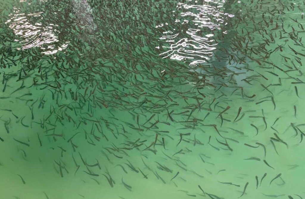 Салехардский речной порт планирует выпуск мальков муксуна в Обь