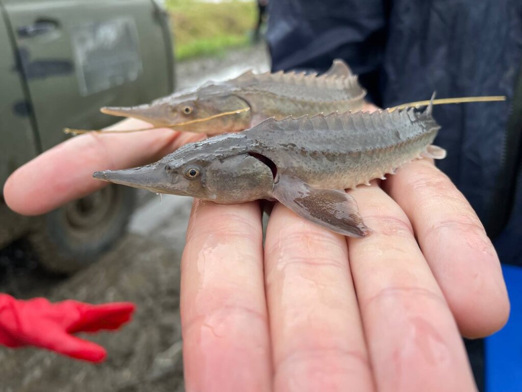 В Обский бассейн выпустили более миллиона молоди осетра