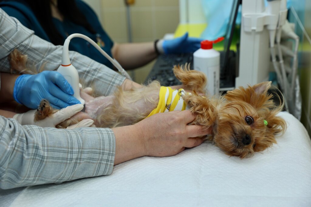 На Ямале первый ветеринар получил подъемные