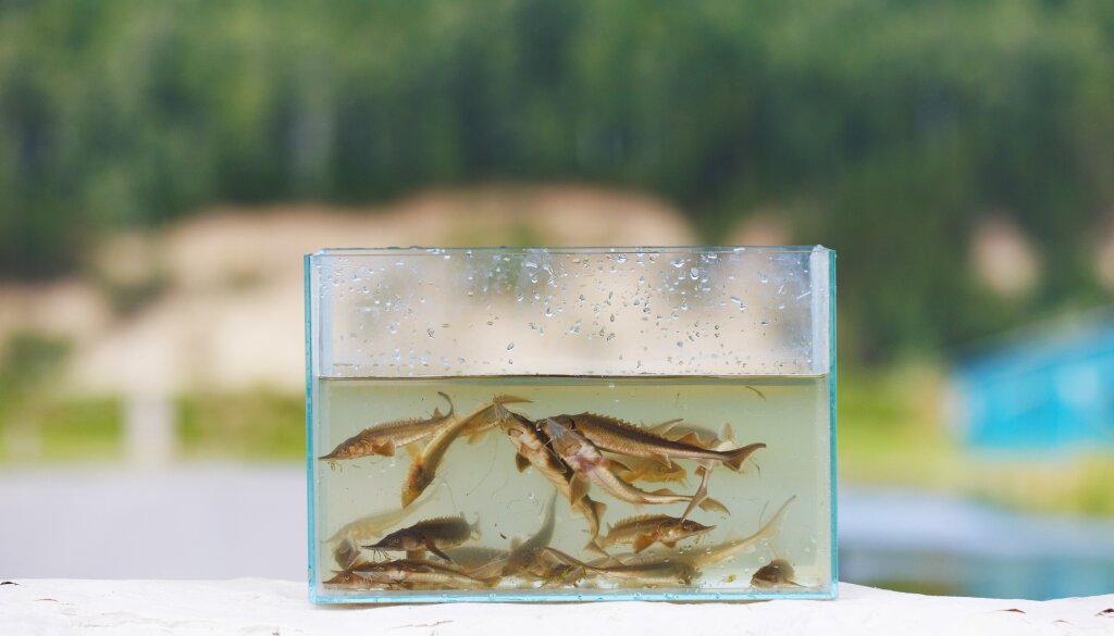 «Газпром нефть» выпустила в Иртыш более миллиона мальков сибирского осетра