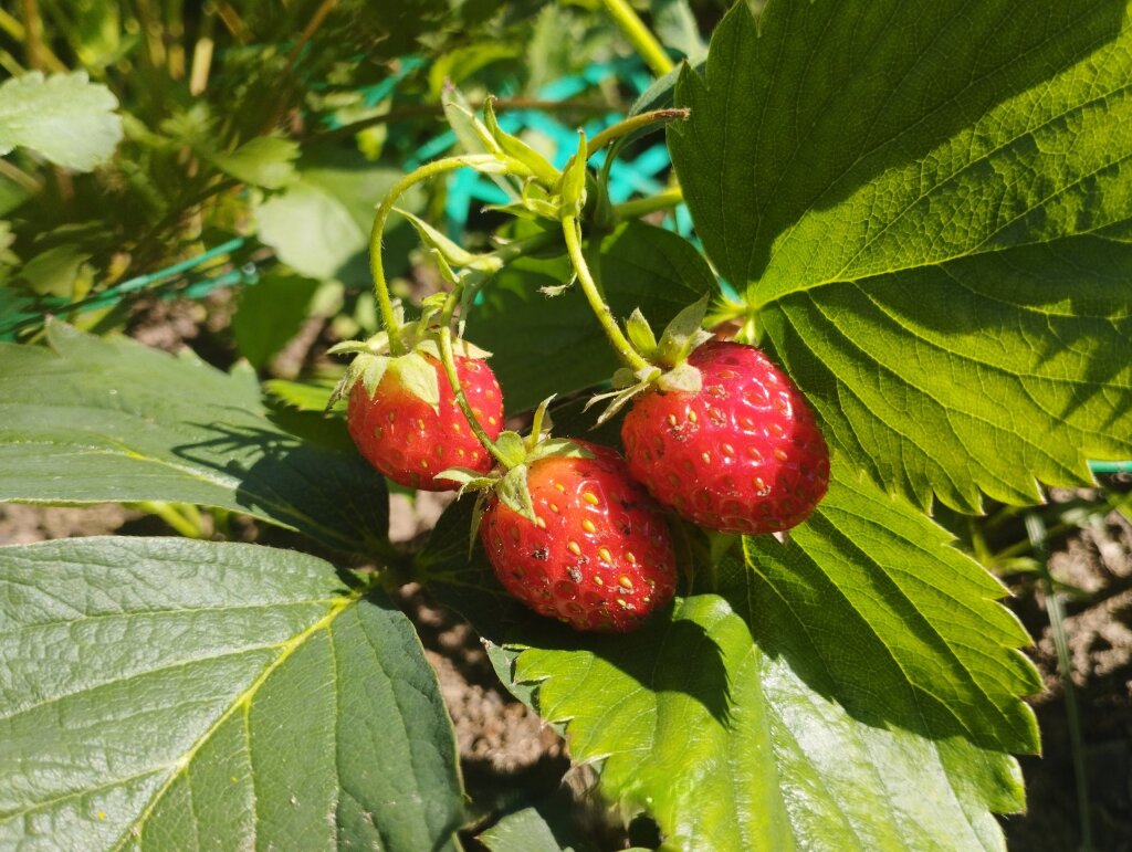 Муравленковцы присоединятся к Всероссийскому агродиктанту