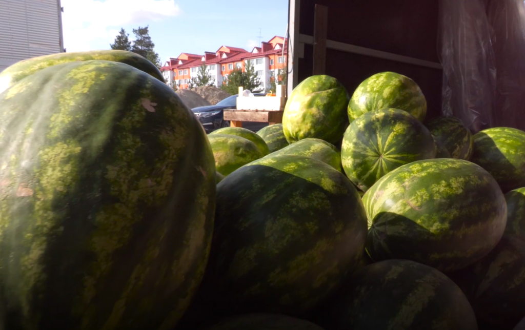 Сезон бахчевых открыт: как не ошибиться с выбором арбуза