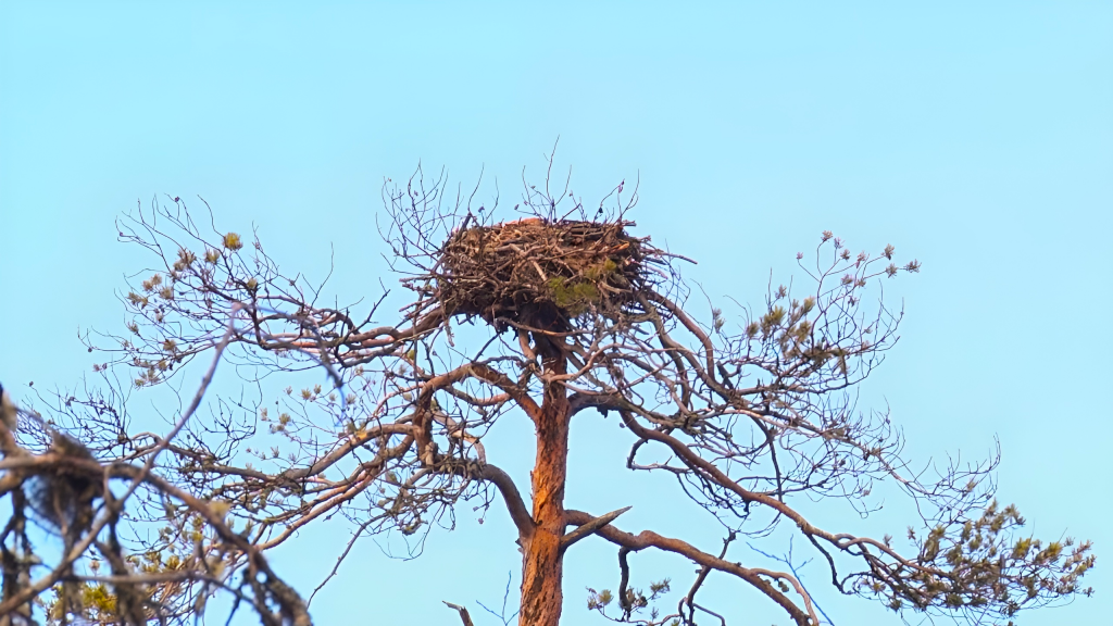На Ямале открылся сезон охоты на боровую дичь