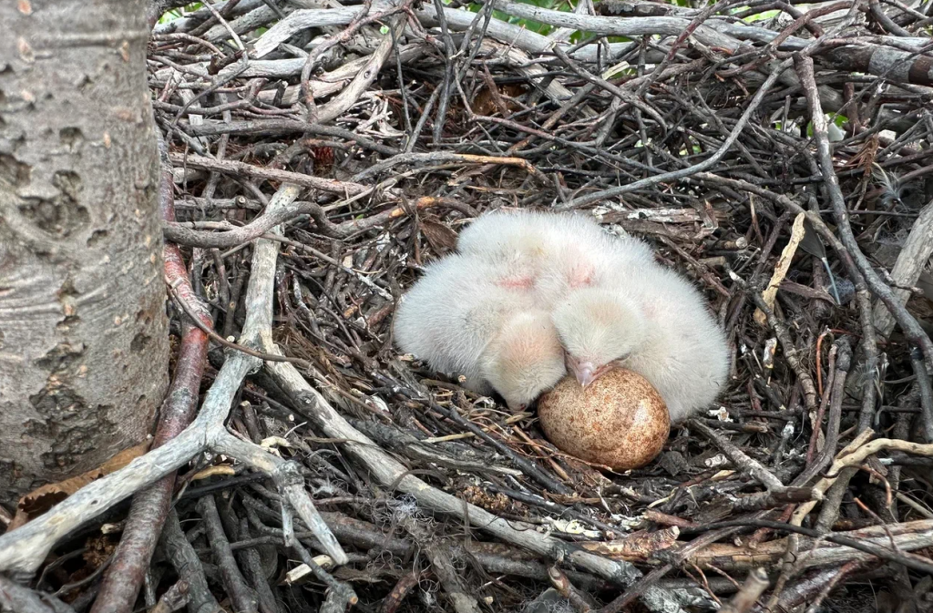 Ямальские ученые подвели первые итоги летнего полевого сезона