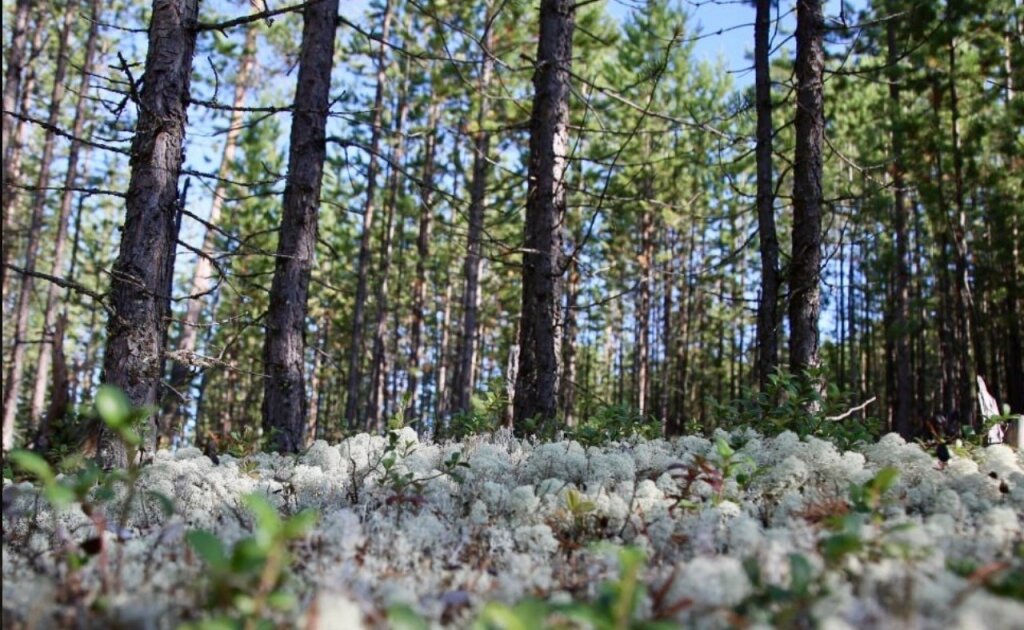 Лесники Ямала отмечают профессиональный праздник