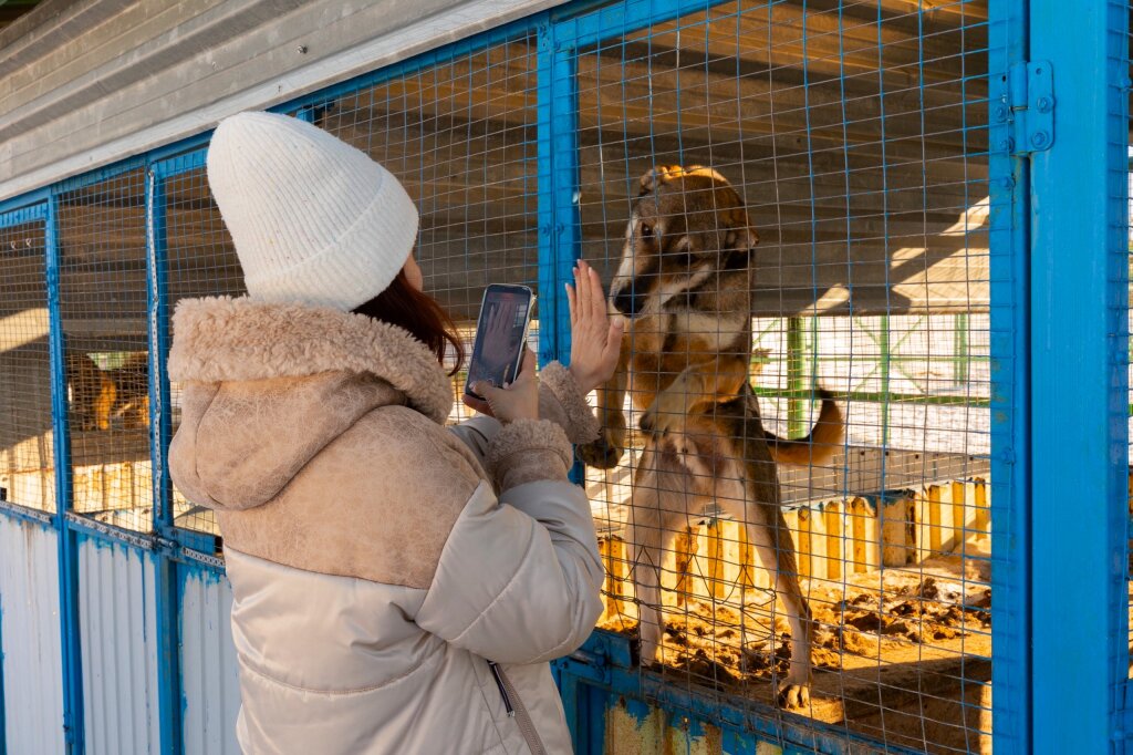 Ямал усиливает поддержку муниципалитетов в работе с бездомными животными