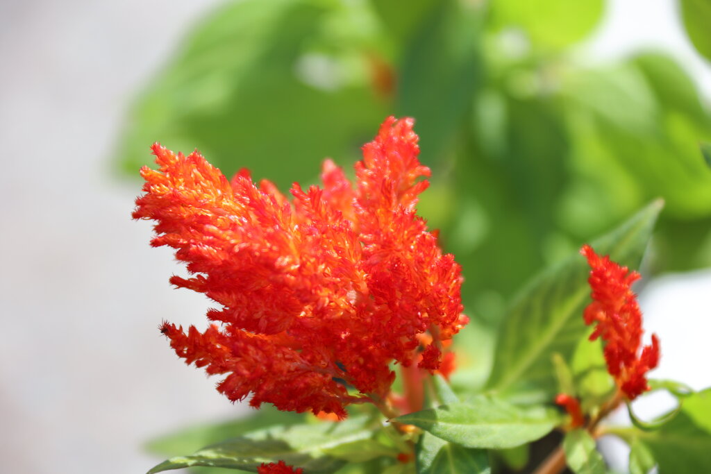 Завершается голосование по озеленению города