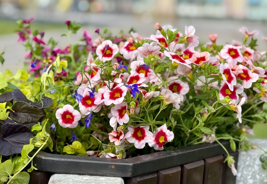 Оценить работы по озеленению города можно до 20 октября