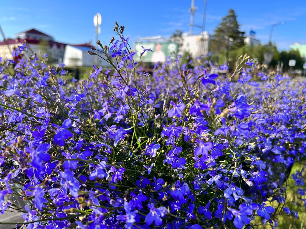 Муравленковцы могут оценить работы по озеленению города