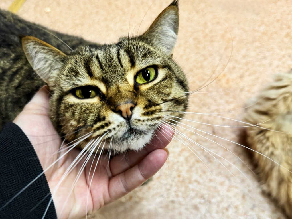 Муравленковцы могут присоединиться к акции «Протяни руку лапе»