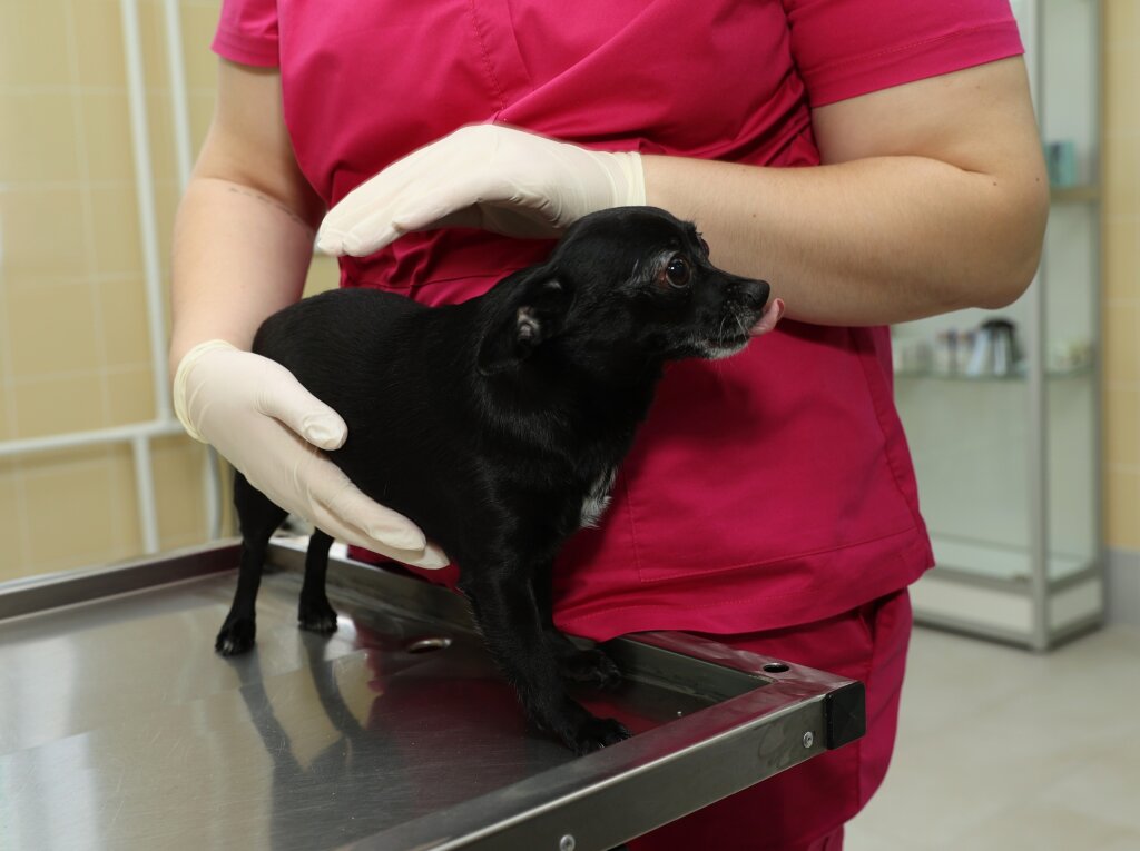 На Ямале продолжается обязательная регистрация домашних животных