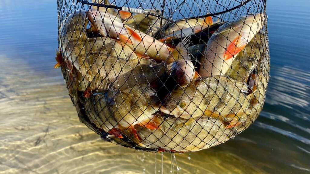 Субсидии для ямальских рыбаков вырастут на 13 %