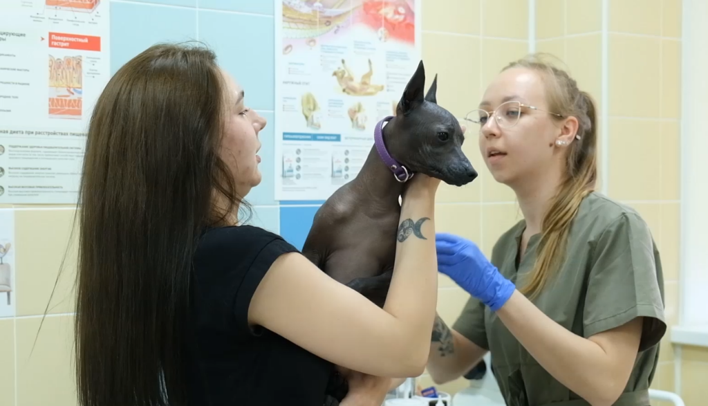 На Ямале молодым ветеринарам выплачивают подъёмные