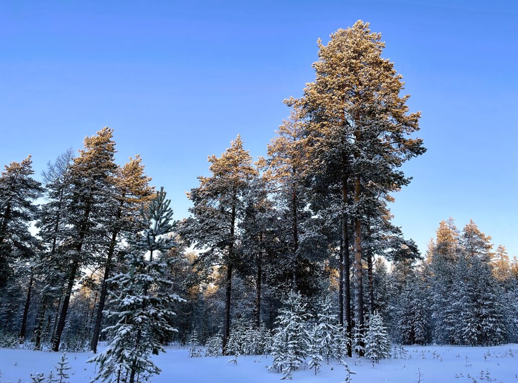 Рубим новогодние деревья по правилам: на Ямале идет ёлочная кампания