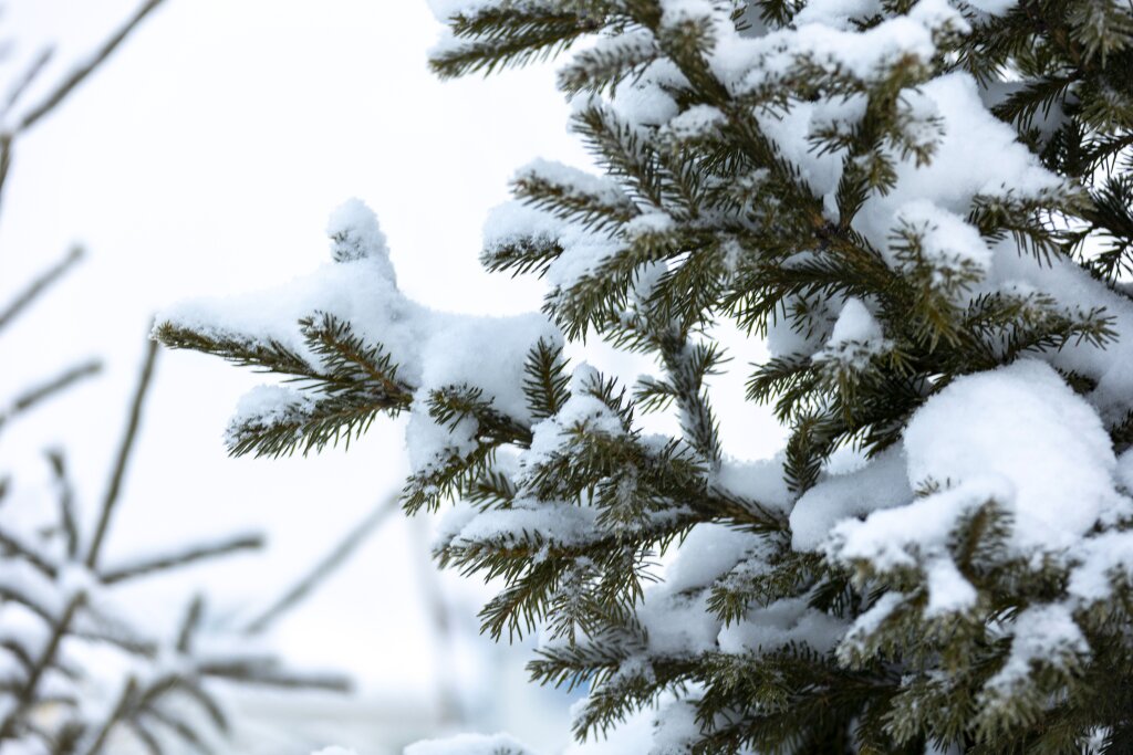 Муравленковцы могут купить новогодние ели