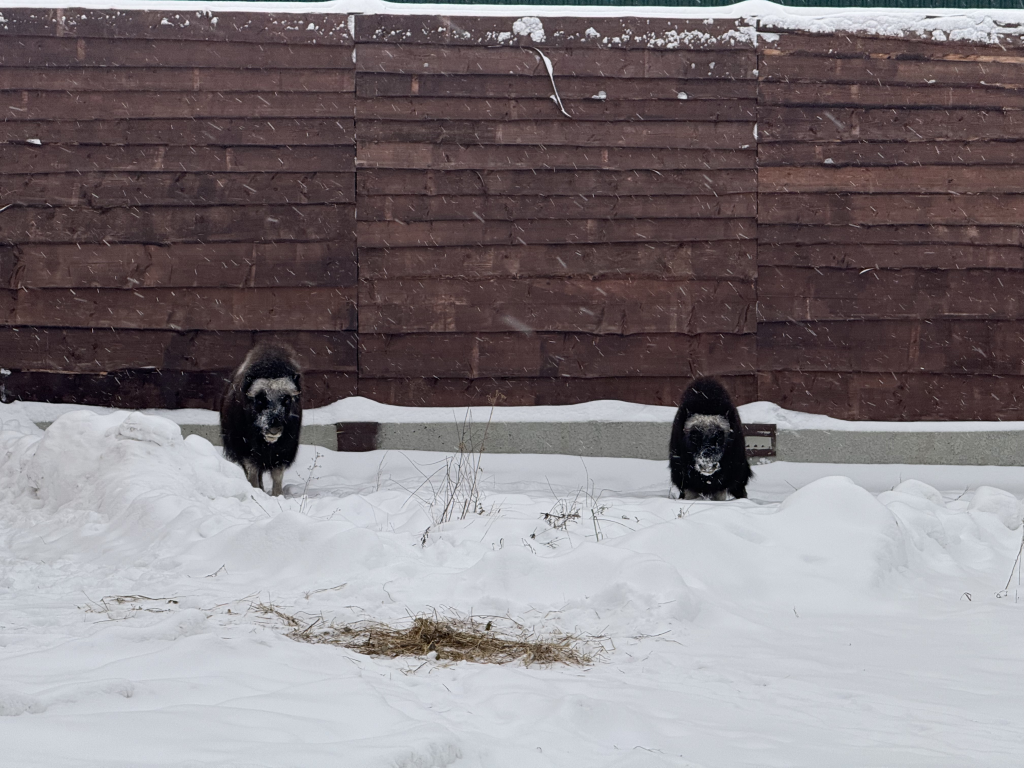 Ямальские овцебыки прибыли в Пермь