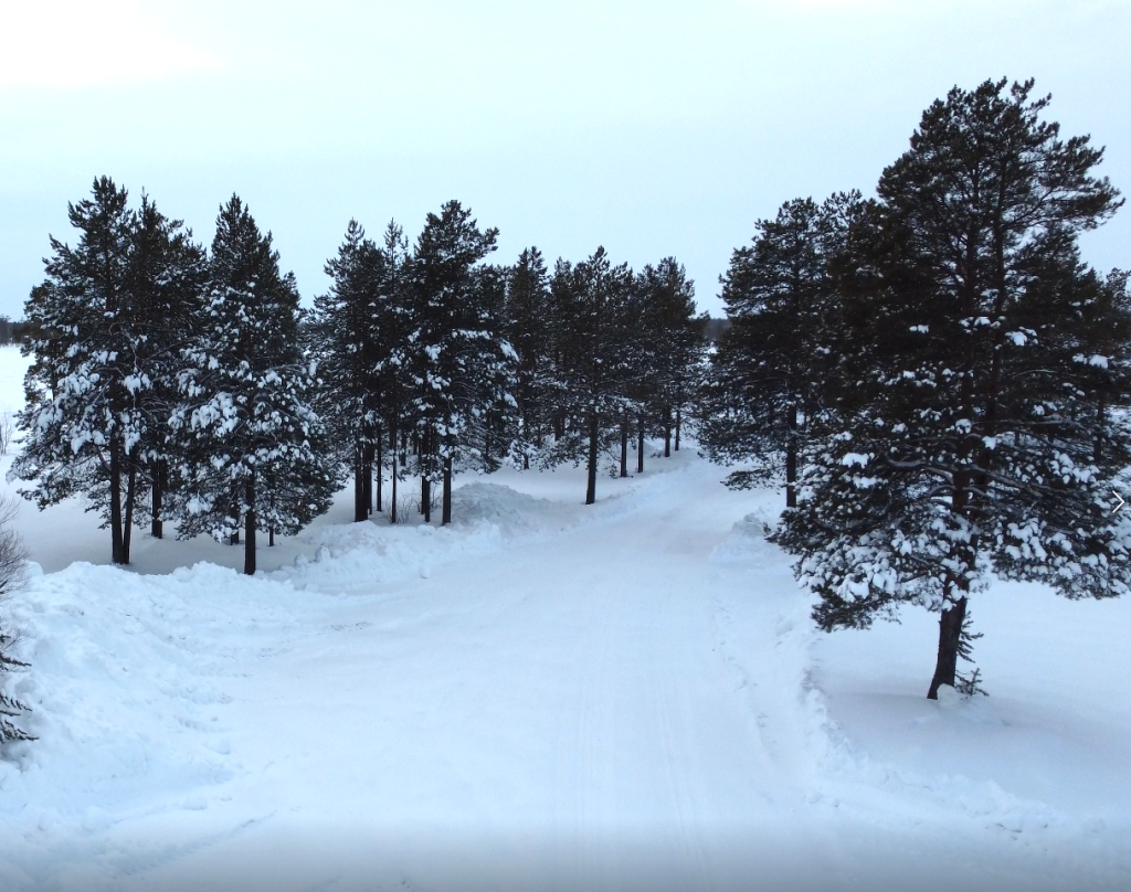Продолжается ёлочная кампания