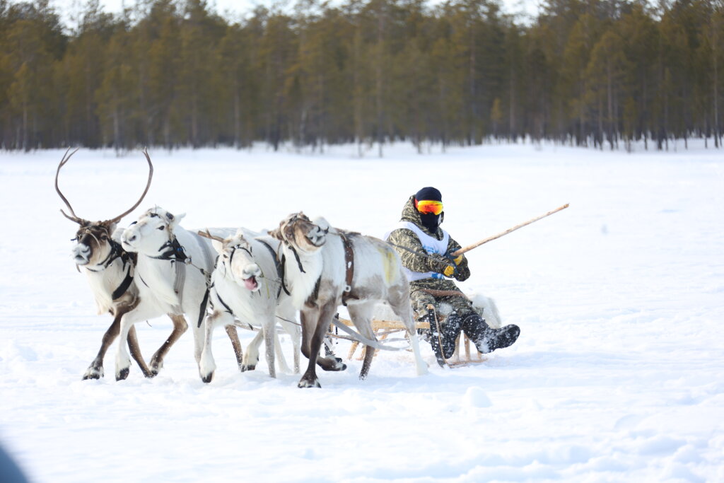 Гонки на оленьих упряжках – самое зрелищное событие Дня оленевода