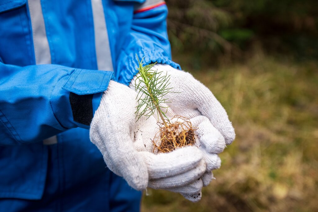 Нефтяники высадили миллионы деревьев в Сибири
